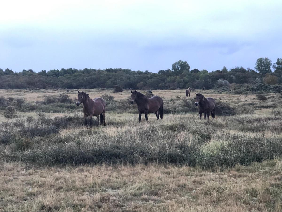 Familiehuis Achter De Duijnhoeve Zuidbakkum Exteriör bild